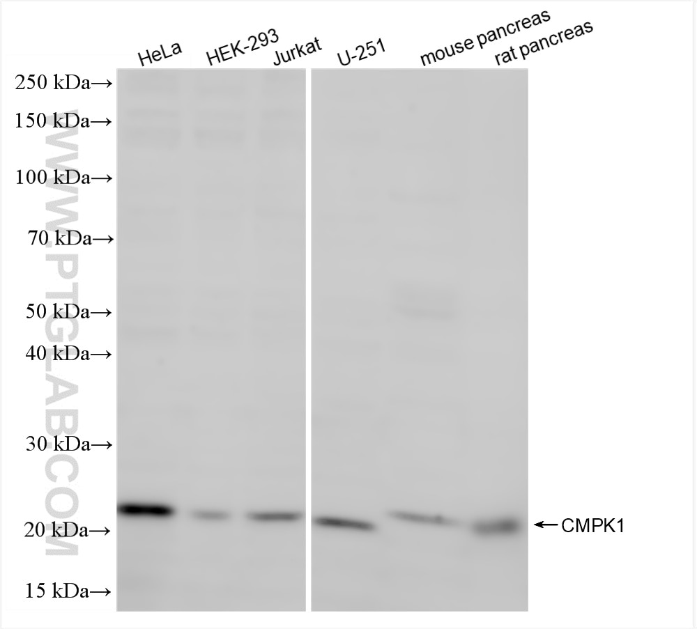 Western Blot (WB) analysis of various lysates using UMP/CMP kinase Recombinant antibody (86475-3-RR)