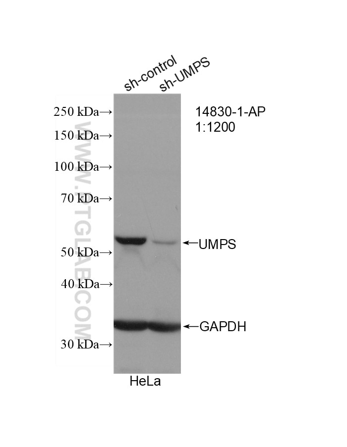 Western Blot (WB) analysis of HeLa cells using UMPS Polyclonal antibody (14830-1-AP)