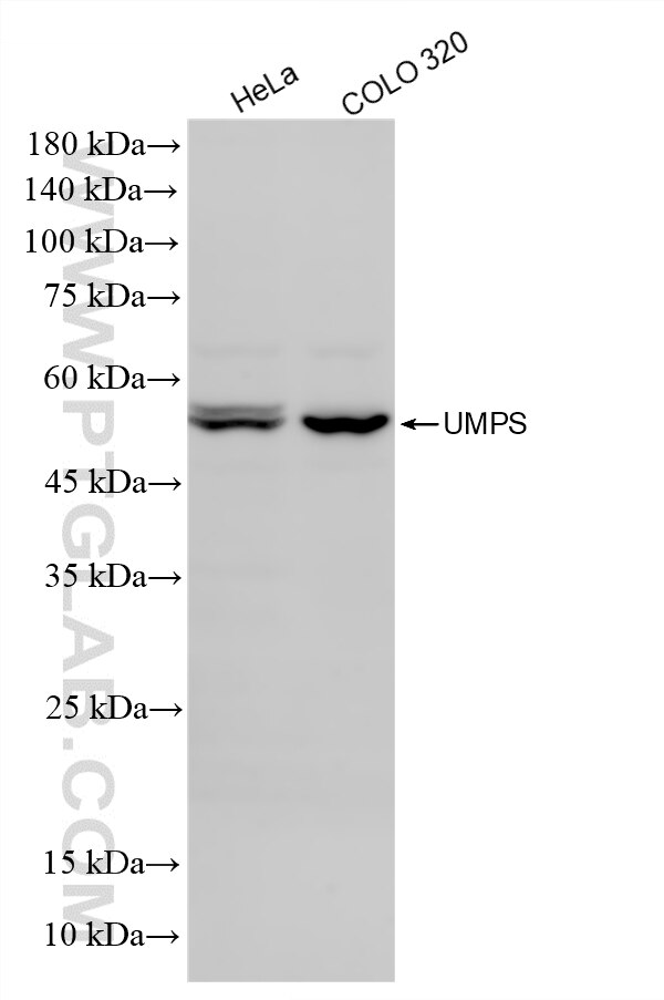 Western Blot (WB) analysis of various lysates using UMPS Recombinant antibody (86260-4-RR)