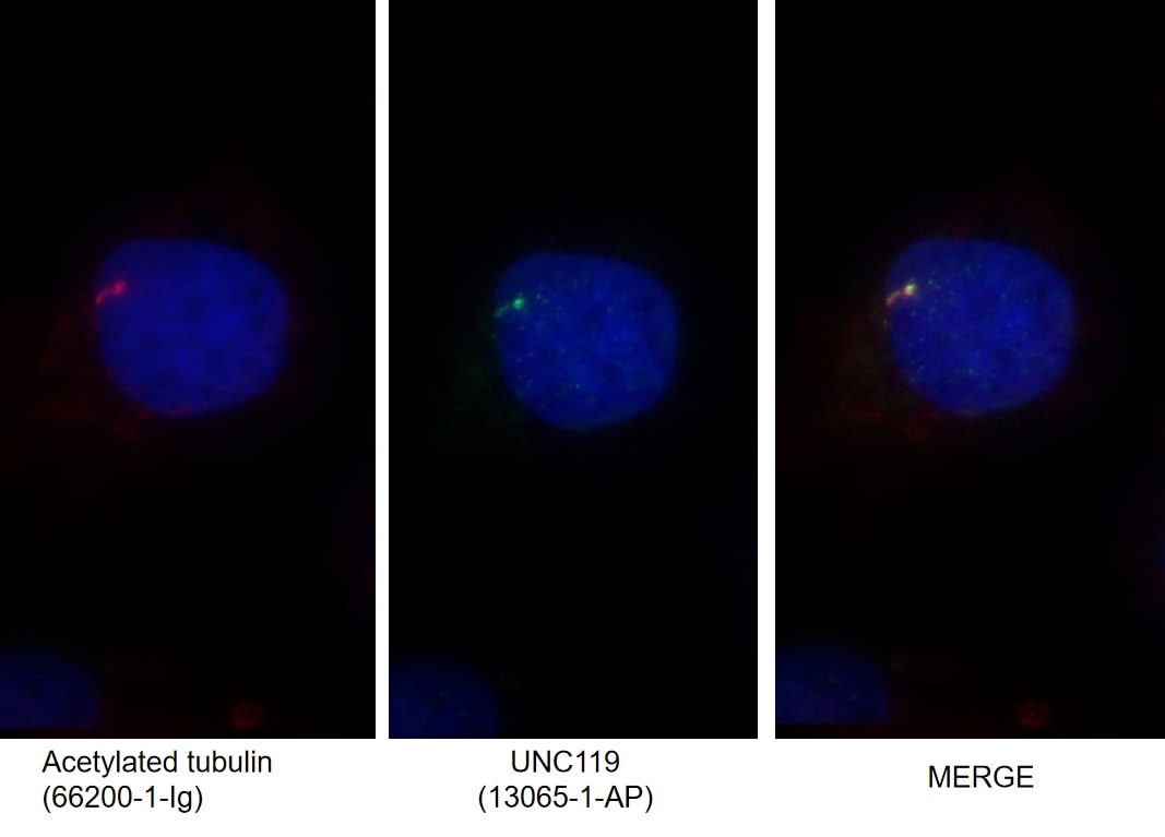 Immunofluorescence (IF) / fluorescent staining of MDCK cells using UNC119 Polyclonal antibody (13065-1-AP)