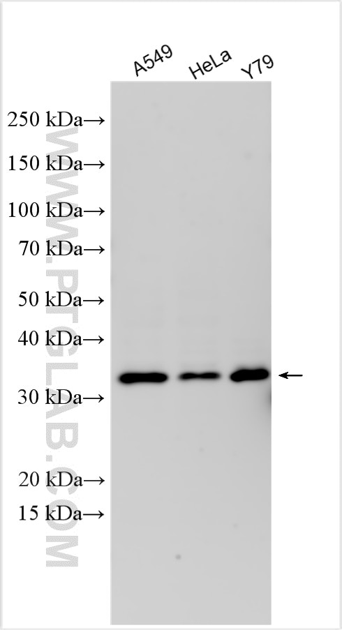 Western Blot (WB) analysis of various lysates using UNC119B Polyclonal antibody (26535-1-AP)