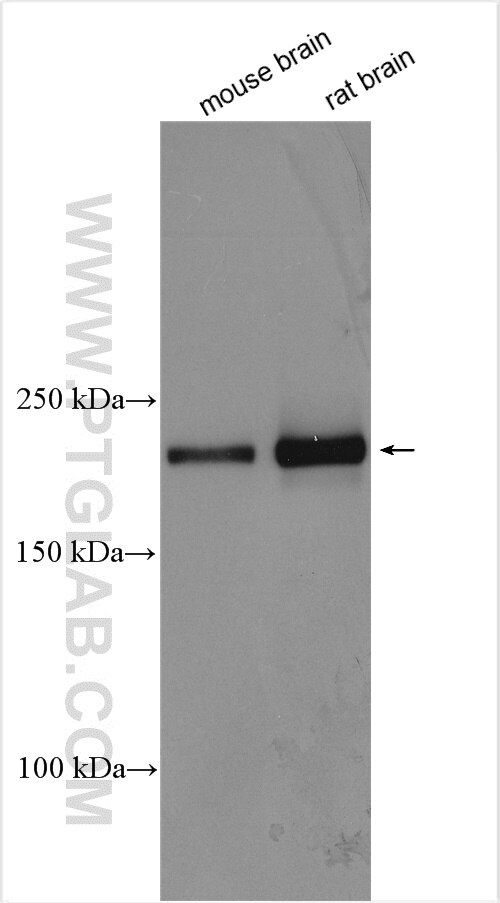 Western Blot (WB) analysis of various lysates using UNC13A/Munc13-1 Polyclonal antibody (55053-1-AP)