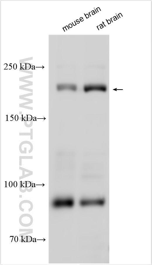 Western Blot (WB) analysis of various lysates using UNC13A/Munc13-1 Polyclonal antibody (55053-1-AP)
