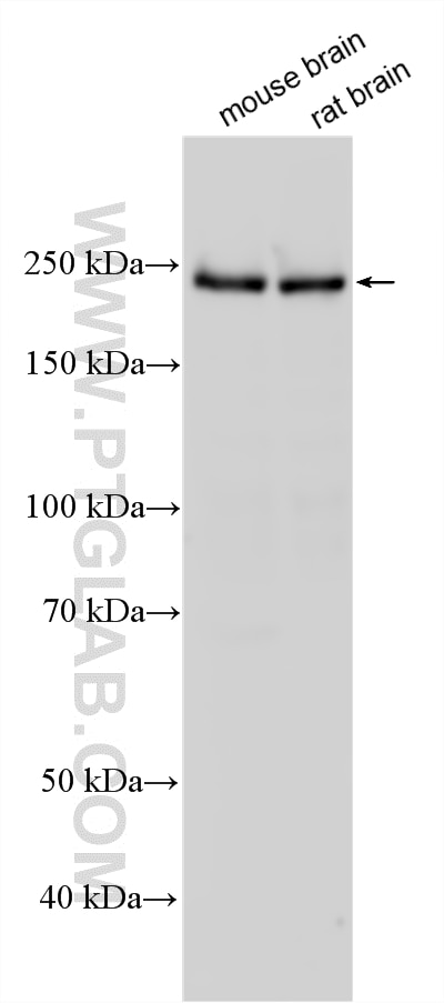 Various lysates were subjected to SDS PAGE followed by western blot with 55053-1-AP (UNC13A antibody) at dilution of 1:20000 incubated at room temperature for 1.5 hours. Western Blot (WB) analysis of various lysates using UNC13A Polyclonal antibody (55053-1-AP)