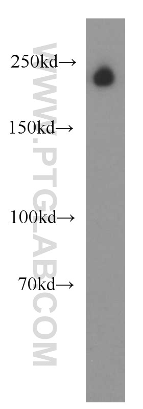 Western Blot (WB) analysis of human brain tissue using UNC13A/Munc13-1 Polyclonal antibody (55053-1-AP)