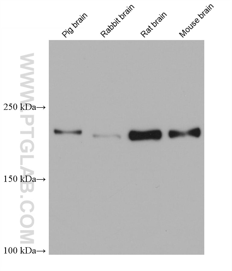 Western Blot (WB) analysis of various lysates using UNC13A Monoclonal antibody (68483-1-Ig)