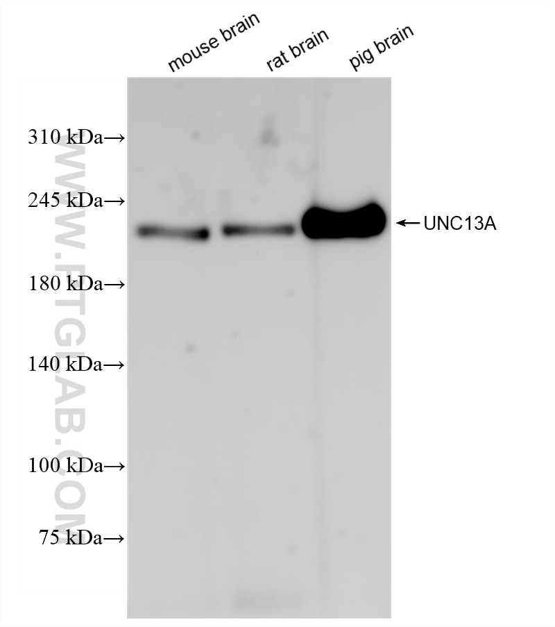 Western Blot (WB) analysis of various lysates using UNC13A Recombinant antibody (83000-5-RR)