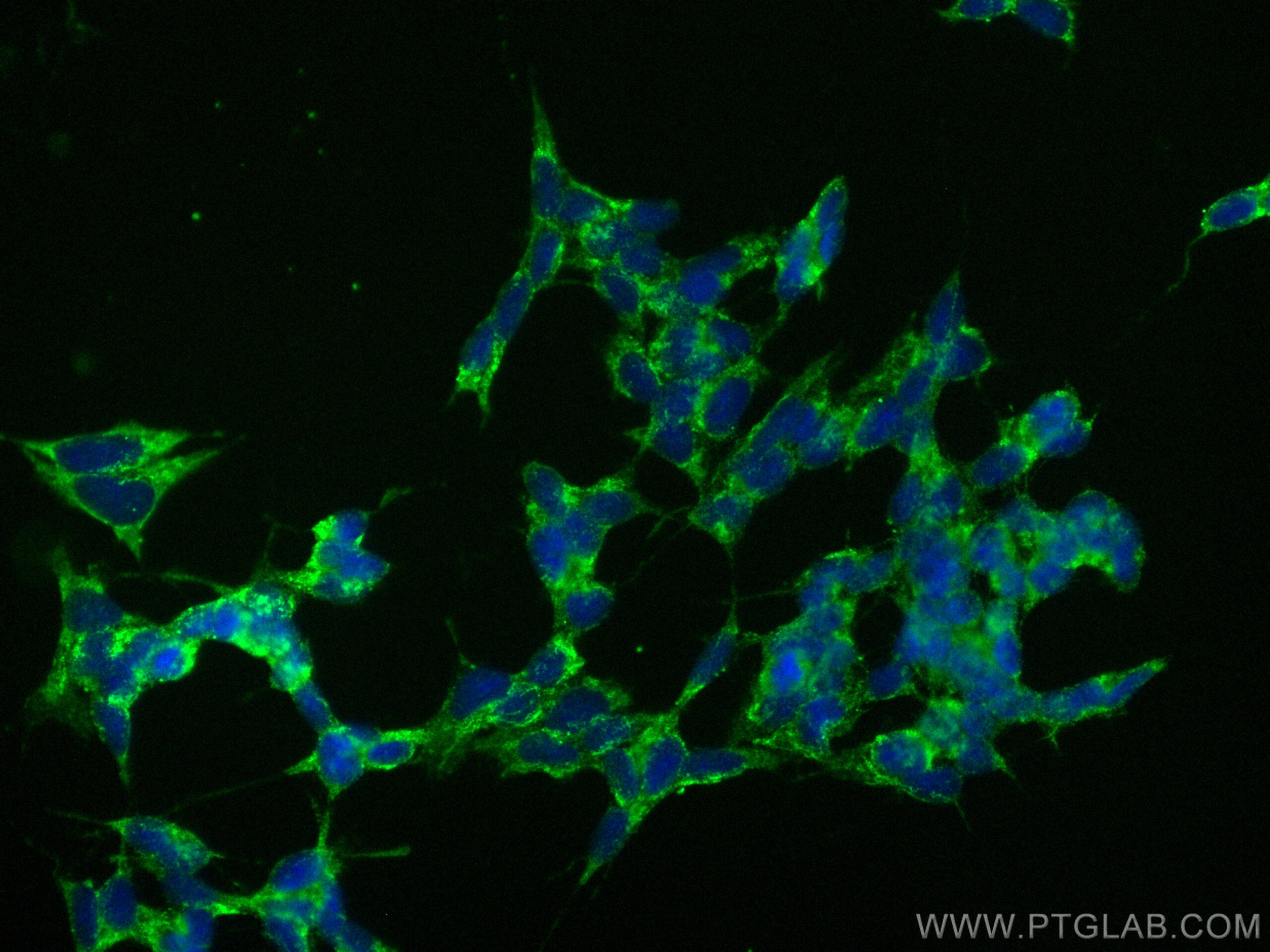 Immunofluorescence (IF) / fluorescent staining of SH-SY5Y cells using CoraLite® Plus 488-conjugated UNC13A Monoclonal an (CL488-68483)