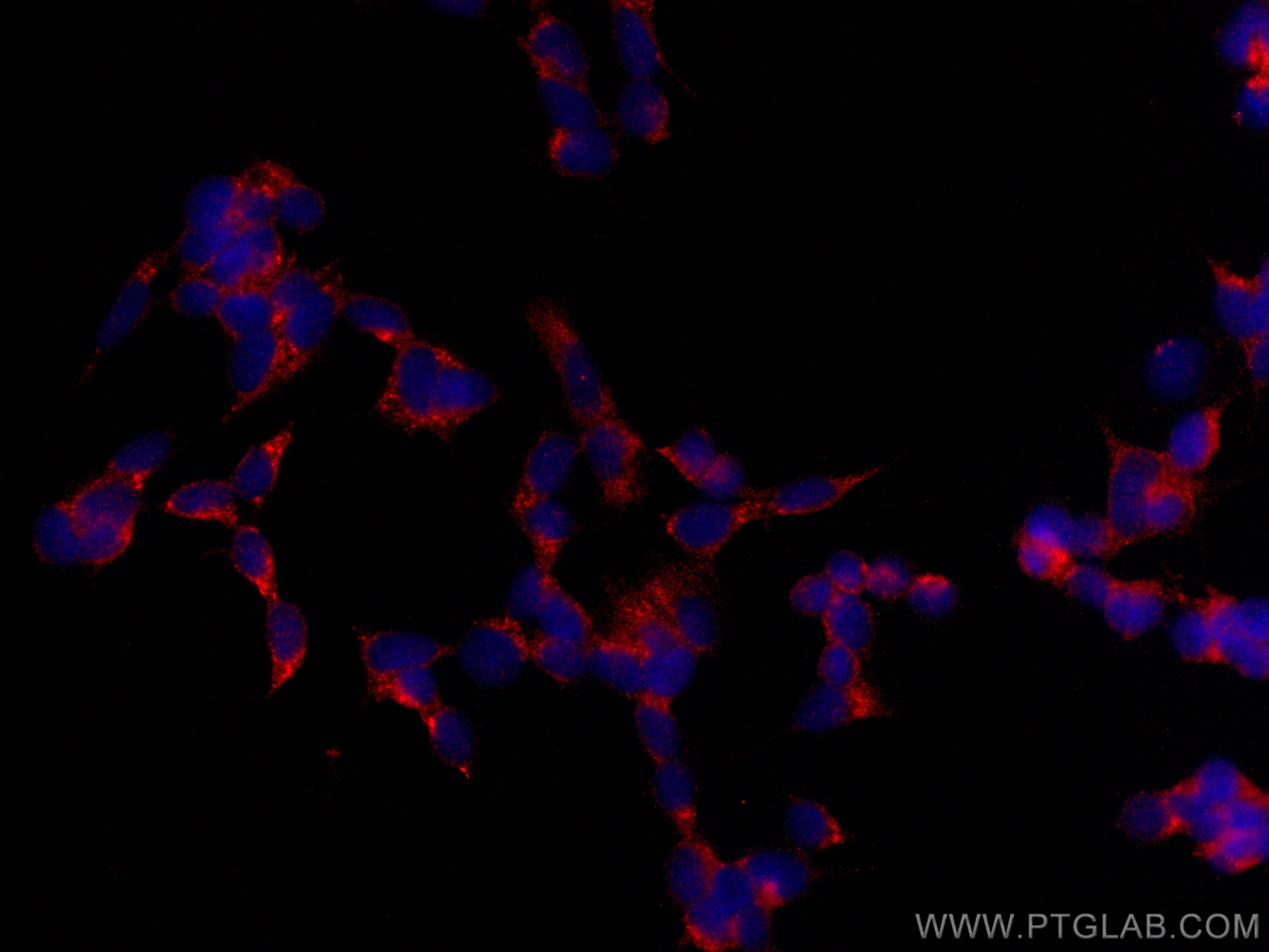 Immunofluorescence (IF) / fluorescent staining of SH-SY5Y cells using CoraLite®594-conjugated UNC13A Monoclonal antibody (CL594-68483)
