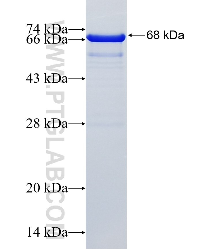 UNC13B fusion protein Ag16478 SDS-PAGE