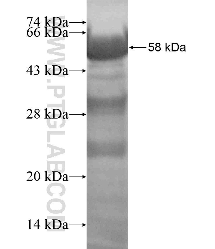 UNC13B fusion protein Ag17450 SDS-PAGE