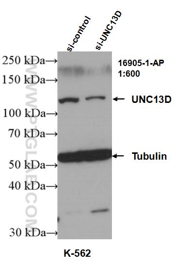 WB analysis of K-562 using 16905-1-AP