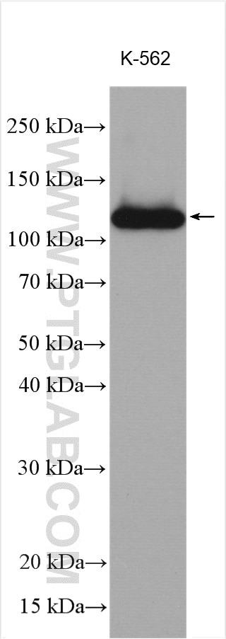 Western Blot (WB) analysis of various lysates using UNC13D/Munc13-4 Polyclonal antibody (16905-1-AP)