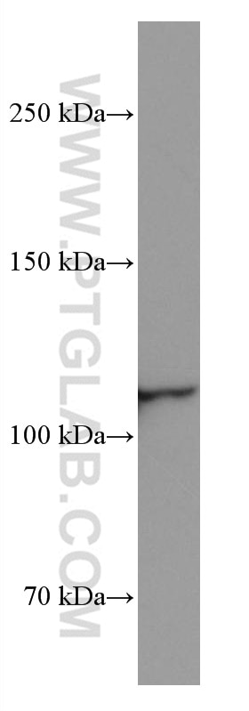 Western Blot (WB) analysis of RAW 264.7 cells using UNC13D Monoclonal antibody (67193-1-Ig)
