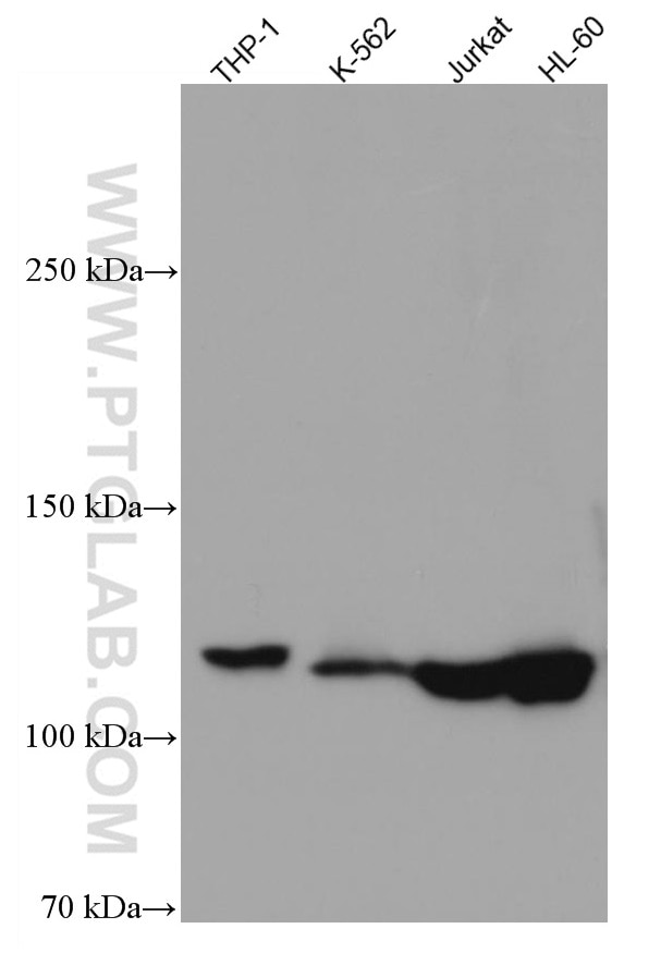 Western Blot (WB) analysis of various lysates using UNC13D Monoclonal antibody (67193-1-Ig)