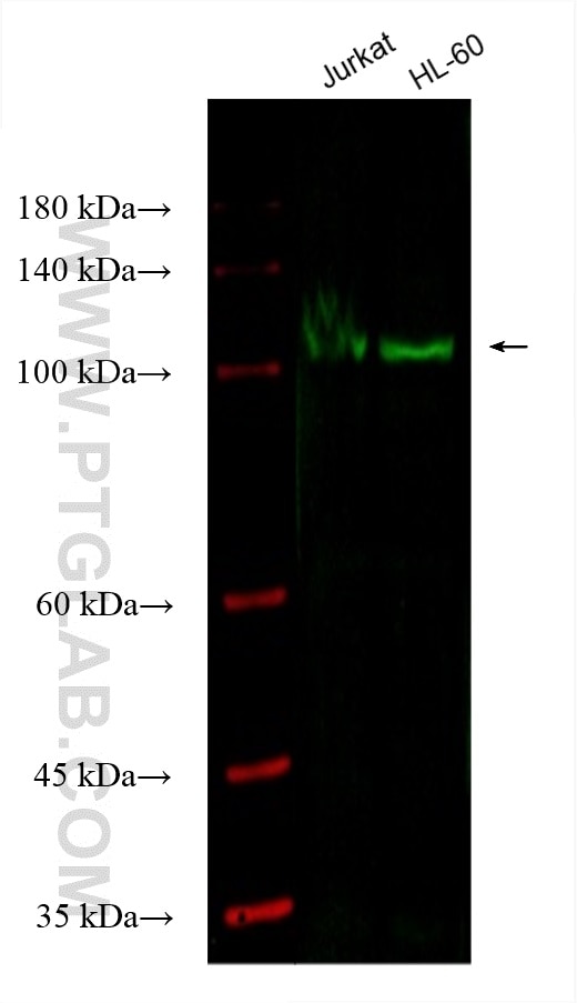 Western Blot (WB) analysis of various lysates using CoraLite® Plus 488-conjugated UNC13D Monoclonal an (CL488-67193)