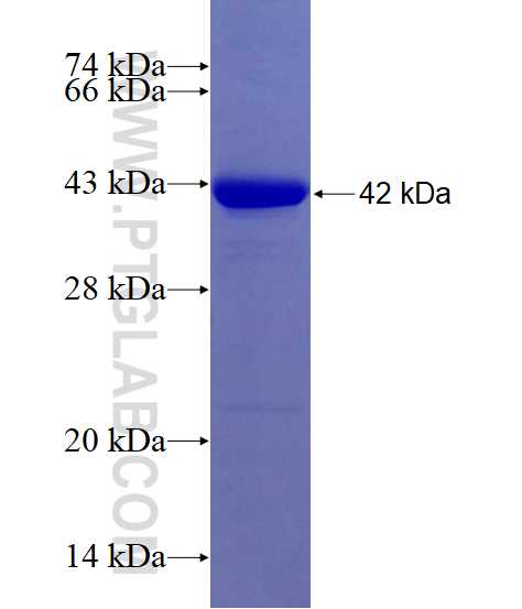 UNC13D fusion protein Ag10497 SDS-PAGE
