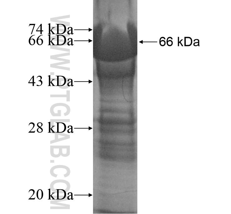 UNC13D fusion protein Ag10519 SDS-PAGE