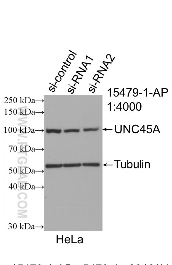 Western Blot (WB) analysis of HeLa cells using UNC45A Polyclonal antibody (15479-1-AP)