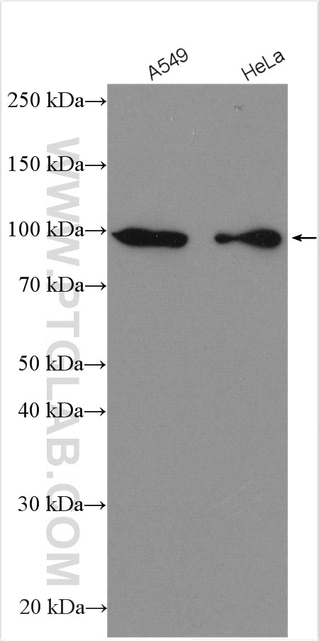 Western Blot (WB) analysis of various lysates using UNC45A Polyclonal antibody (15479-1-AP)