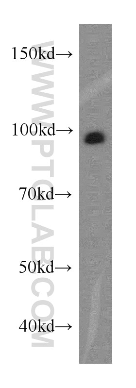 Western Blot (WB) analysis of mouse ovary tissue using UNC45A Polyclonal antibody (19564-1-AP)