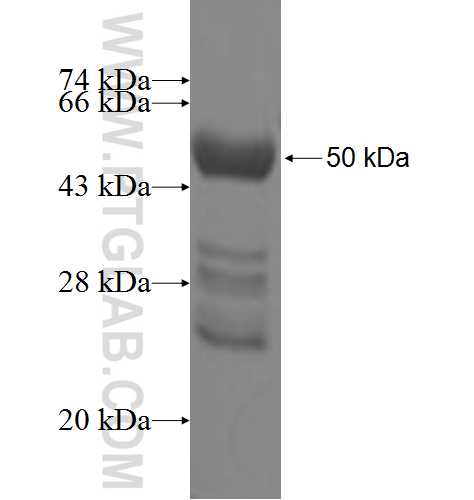 UNC45A fusion protein Ag7790 SDS-PAGE
