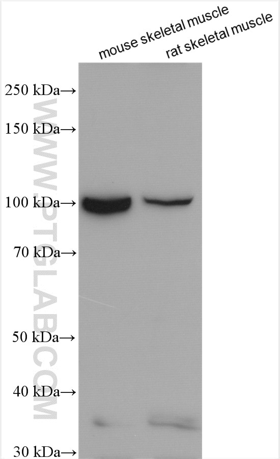 Western Blot (WB) analysis of various lysates using UNC45B Polyclonal antibody (21640-1-AP)