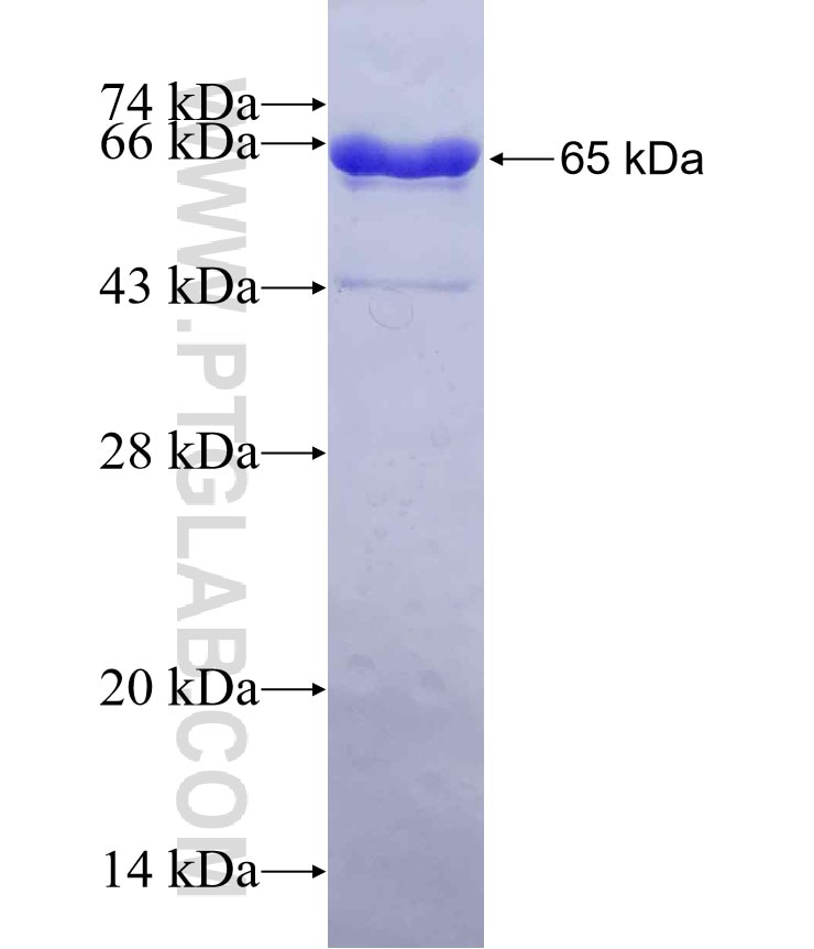 UNC45B fusion protein Ag16294 SDS-PAGE