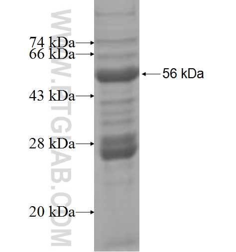 UNC50 fusion protein Ag3445 SDS-PAGE
