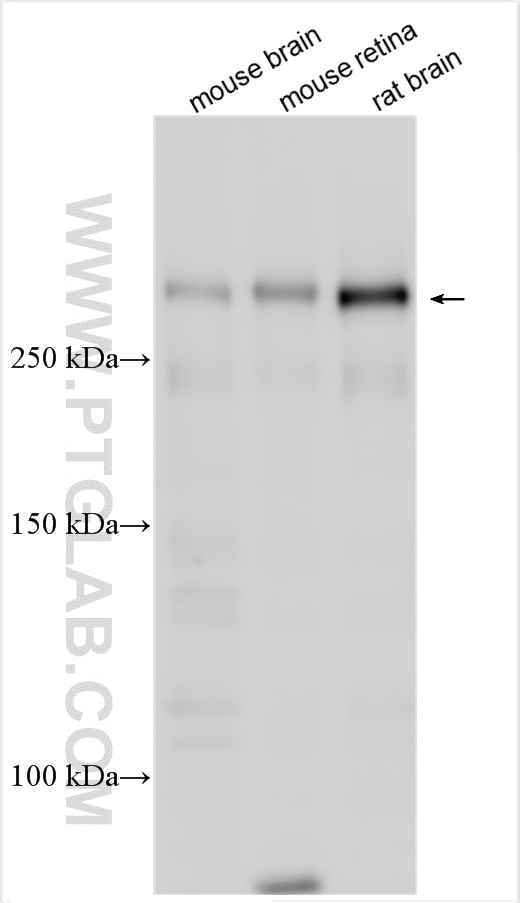 Western Blot (WB) analysis of various lysates using UNC79 Polyclonal antibody (31426-1-AP)
