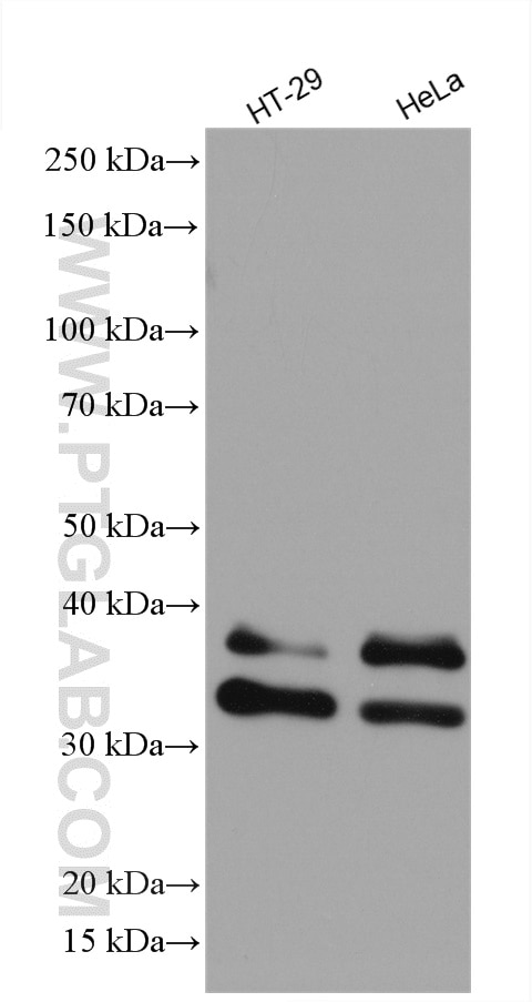 Western Blot (WB) analysis of various lysates using UNG Polyclonal antibody (12394-1-AP)