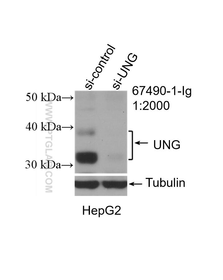 Western Blot (WB) analysis of HepG2 cells using UNG Monoclonal antibody (67490-1-Ig)