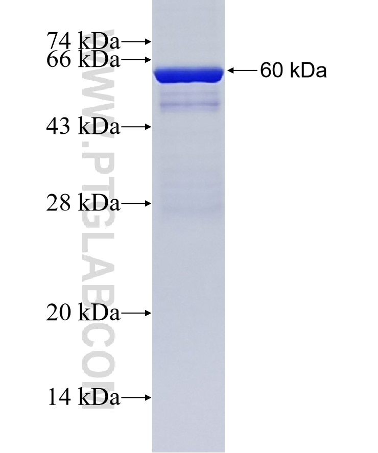 UNG fusion protein Ag3072 SDS-PAGE