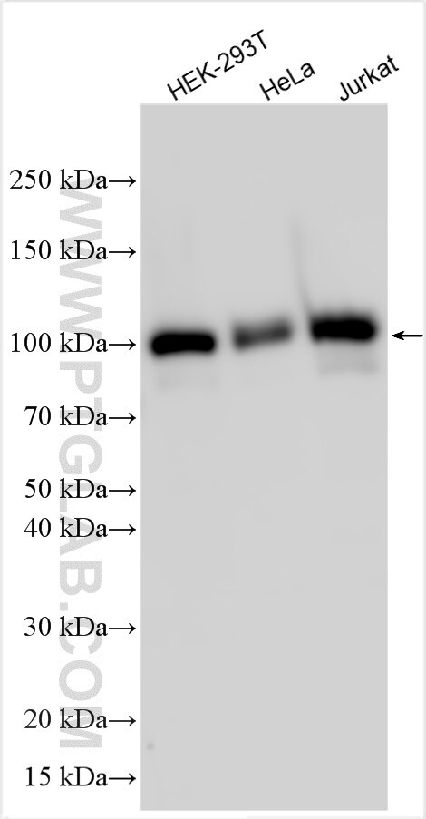 Western Blot (WB) analysis of various lysates using UNK Polyclonal antibody (31574-1-AP)