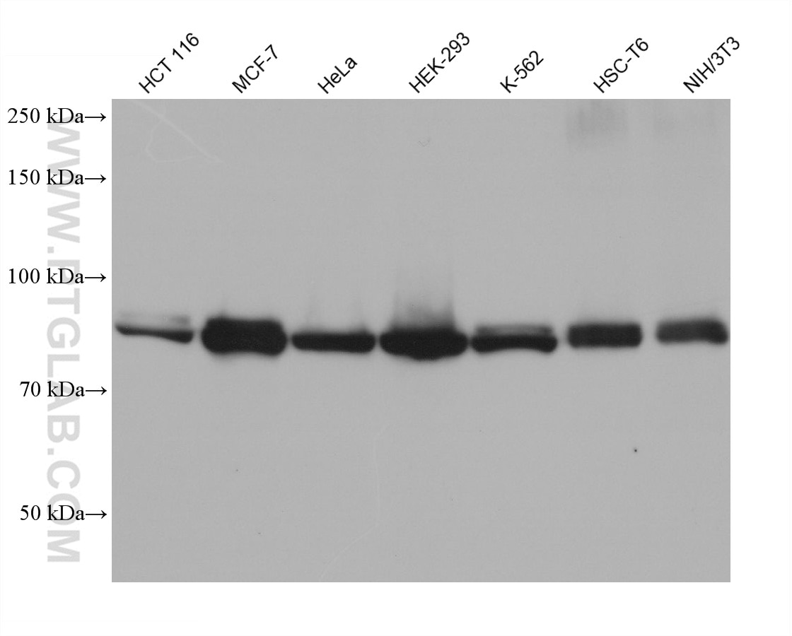 Western Blot (WB) analysis of various lysates using UNR; CSDE1 Monoclonal antibody (68629-1-Ig)