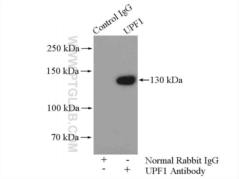 Immunoprecipitation (IP) experiment of Raji cells using UPF1 Polyclonal antibody (23379-1-AP)
