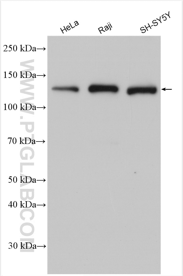 Western Blot (WB) analysis of various lysates using UPF1 Polyclonal antibody (23379-1-AP)