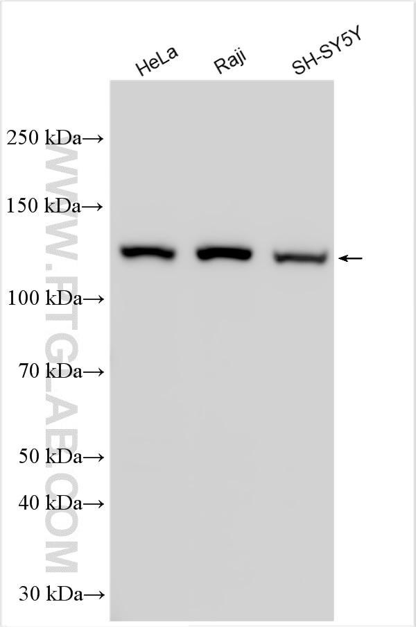 Western Blot (WB) analysis of various lysates using UPF1 Polyclonal antibody (23379-1-AP)