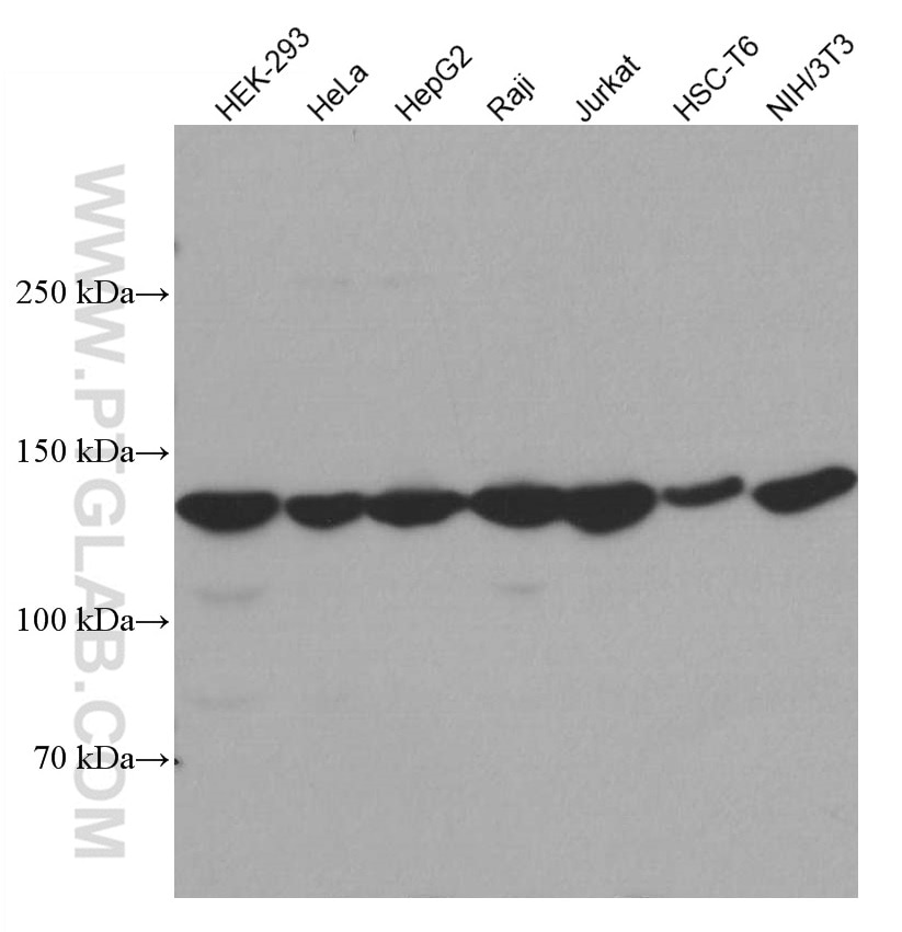 Western Blot (WB) analysis of various lysates using UPF1 Monoclonal antibody (66898-1-Ig)