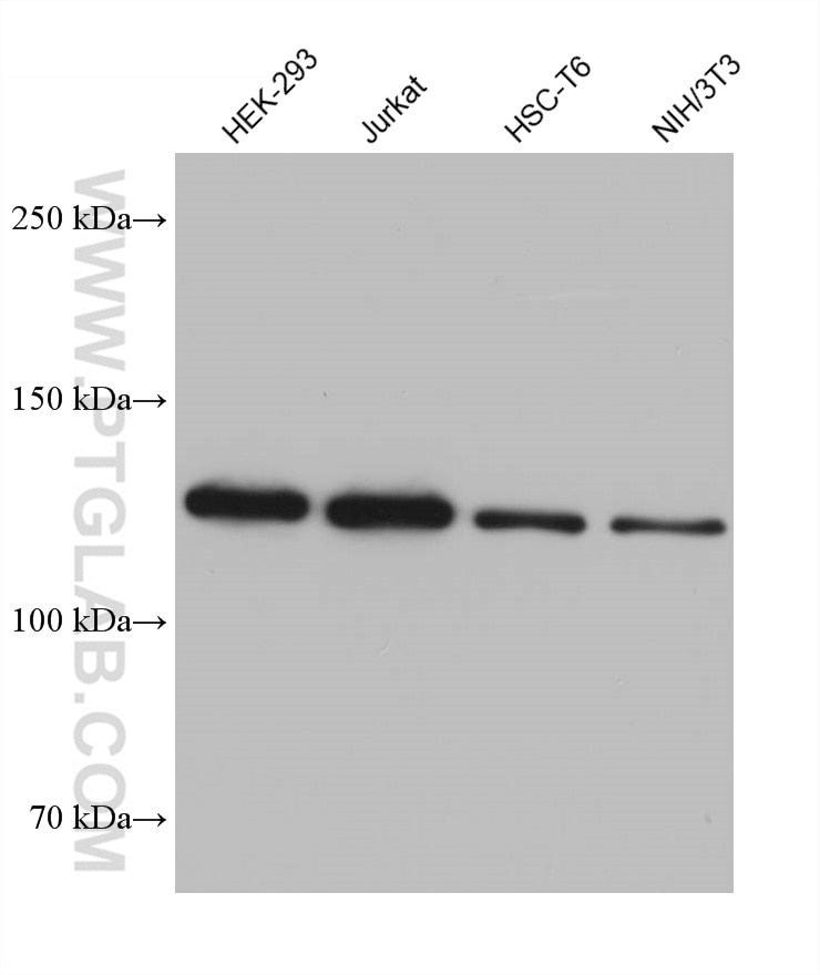 Western Blot (WB) analysis of various lysates using UPF1 Monoclonal antibody (66898-1-Ig)