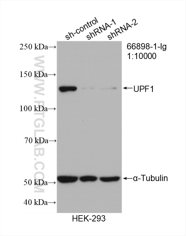 Western Blot (WB) analysis of HEK-293 cells using UPF1 Monoclonal antibody (66898-1-Ig)