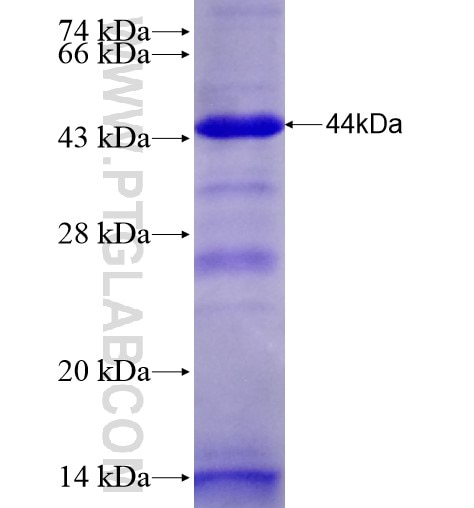 UPF1 fusion protein Ag28320 SDS-PAGE