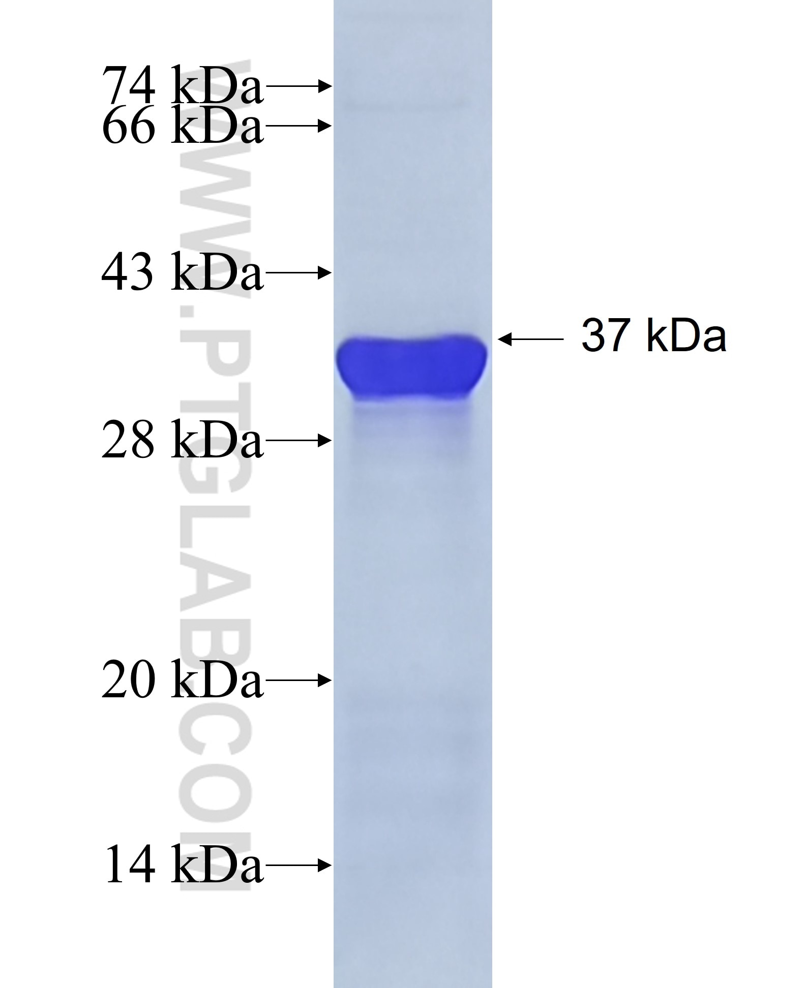 UPF1 fusion protein Ag29057 SDS-PAGE