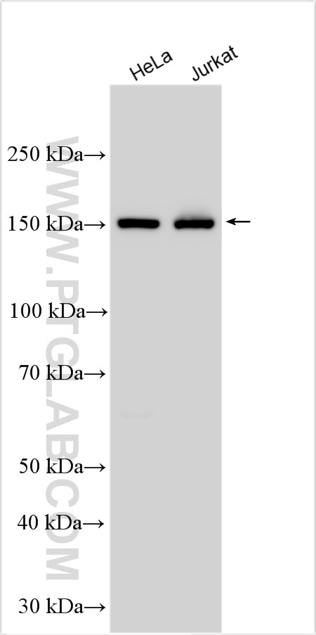 Western Blot (WB) analysis of various lysates using UPF2 Polyclonal antibody (55022-1-AP)
