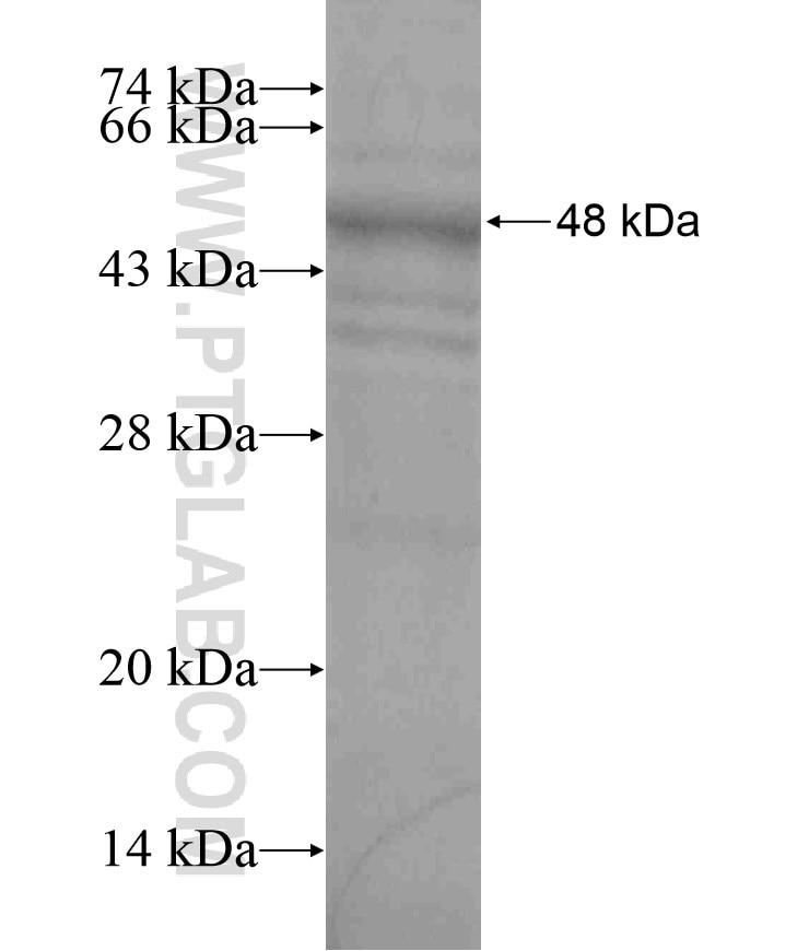 UPF2 fusion protein Ag18516 SDS-PAGE