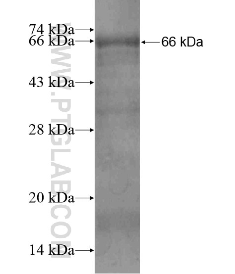 UPF2 fusion protein Ag19766 SDS-PAGE