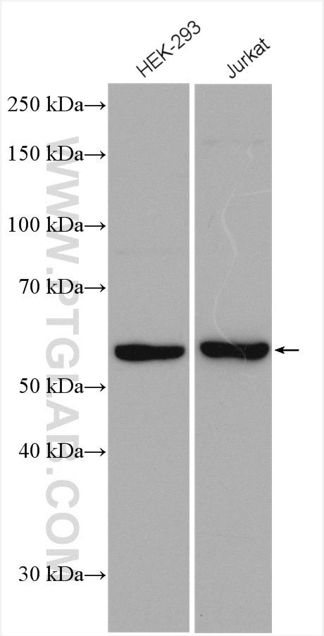 Western Blot (WB) analysis of various lysates using UPF3A Polyclonal antibody (17114-1-AP)