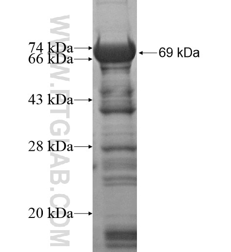 UPF3A fusion protein Ag10799 SDS-PAGE