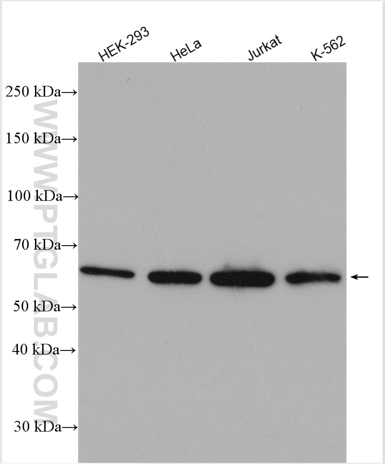 Western Blot (WB) analysis of various lysates using UPF3B Polyclonal antibody (23301-1-AP)