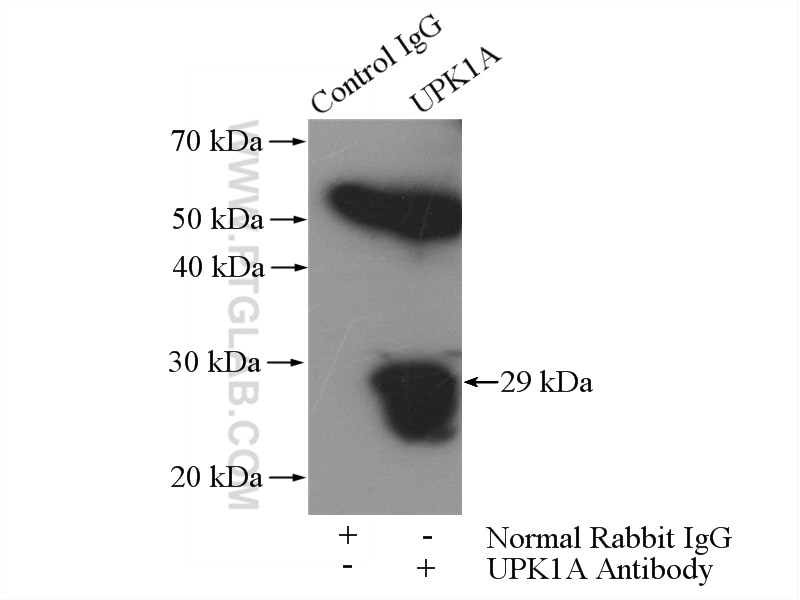 Immunoprecipitation (IP) experiment of mouse bladder tissue using UPK1A Polyclonal antibody (25275-1-AP)
